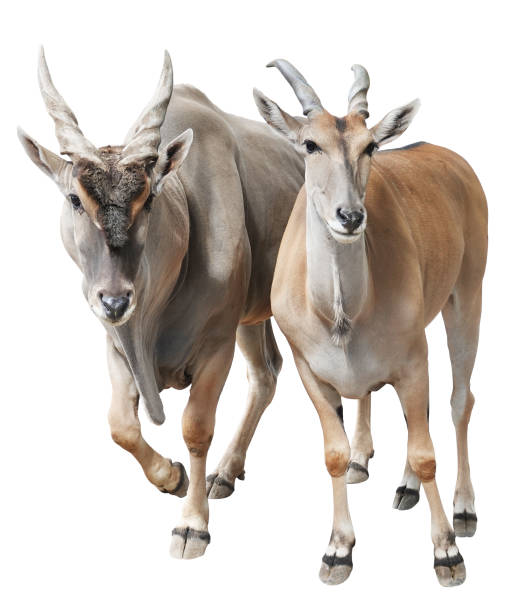 antílopes eland masculinos y femeninos aislados sobre fondo blanco - eland fotografías e imágenes de stock