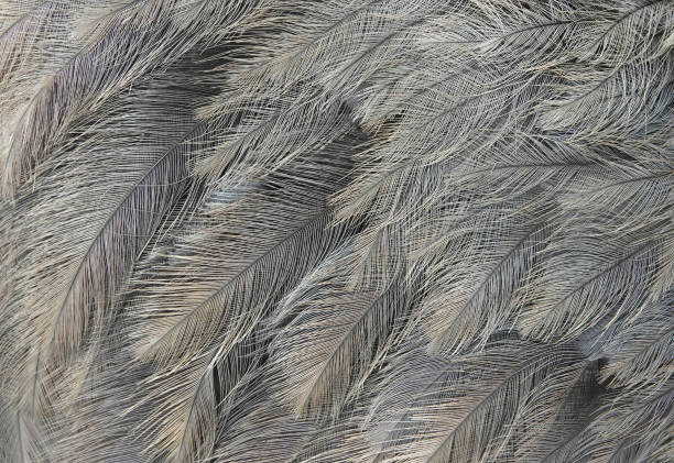 istock Emu feathers bird macro close up 1276759234
