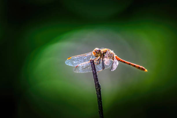 istock A beautyful red dragonfly on a little branch. 1276760207