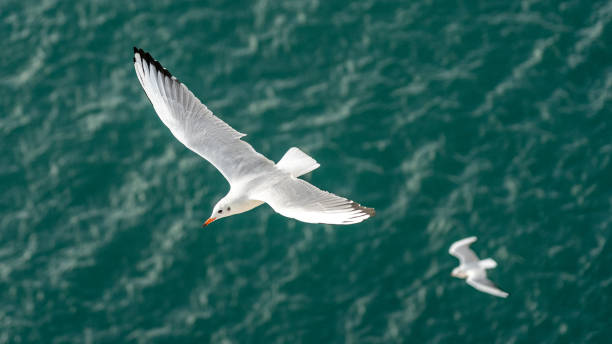 istock closeup of seagulls during flight 1276761543