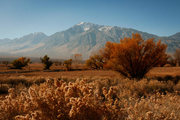 istock Mount Gabb USA America gold tree with ice 1276762521