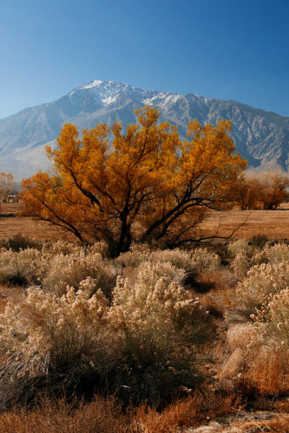 istock Mount Gabb USA America gold tree with ice 1276762532