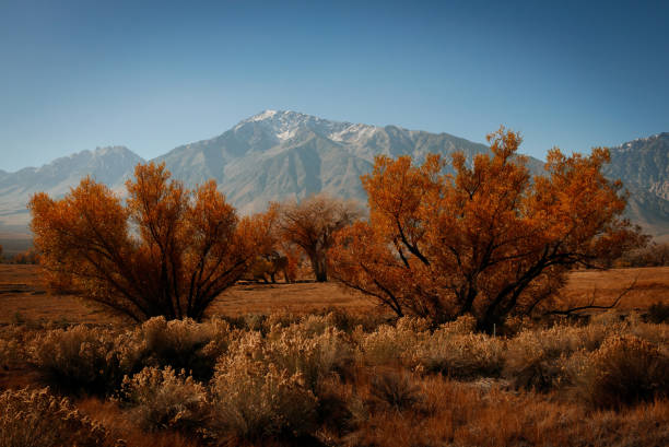 istock Mount Gabb USA America gold tree with ice 1276762533