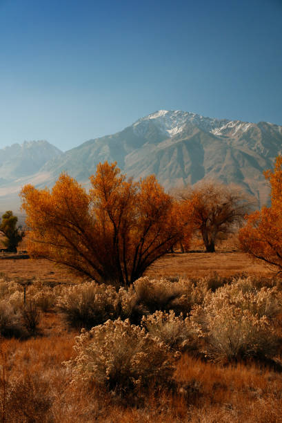 istock Mount Gabb USA America gold tree with ice 1276762560