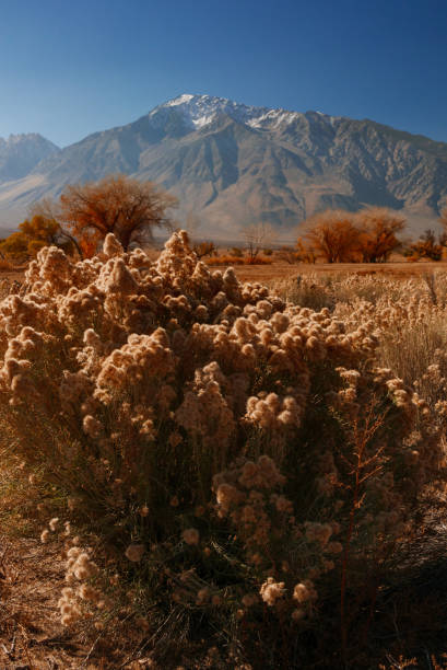 Mount Gabb USA America gold tree with ice