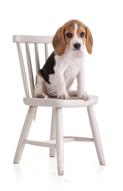 istock Cute beagle puppy sitting on a white chair 1276764094