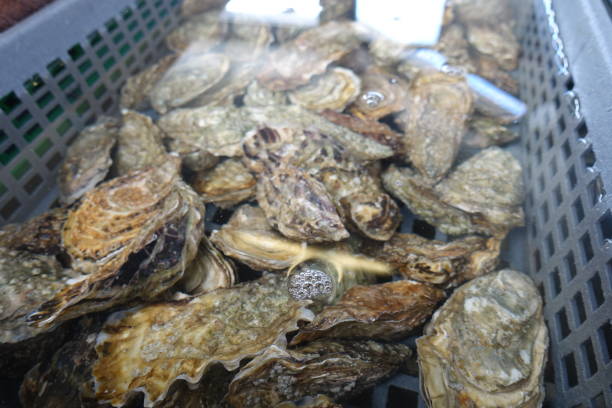 istock Live oysters in sea water  Seashell farm 1276764138