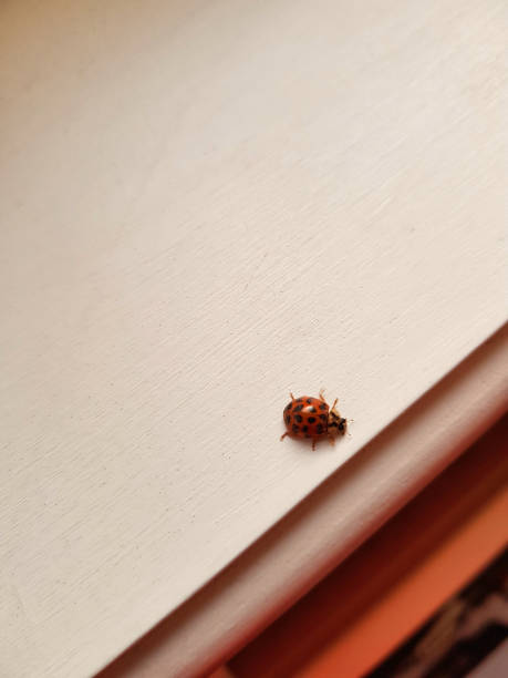 istock An asian ladybug walks on the window sill. 1276764720