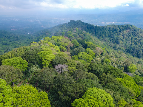 Aerial view forest at day with mountains background in Banjarnegara, Central Java, Indonesia.