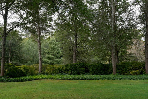 Front or back yard with a lush lawn and green trees stock photo