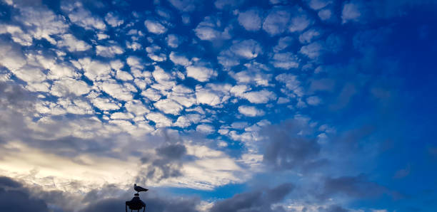 céu azul com nuvens brancas. cirrocumulus e uma pomba no topo de um telhado - cirrostratus - fotografias e filmes do acervo