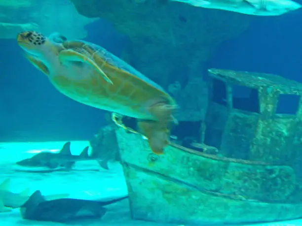 One large loggerhead maritime or sea turtle full length who is tranquil and who is going to the turquoise water surface of this immersed scene. Caretta caretta - Oceanic turtle