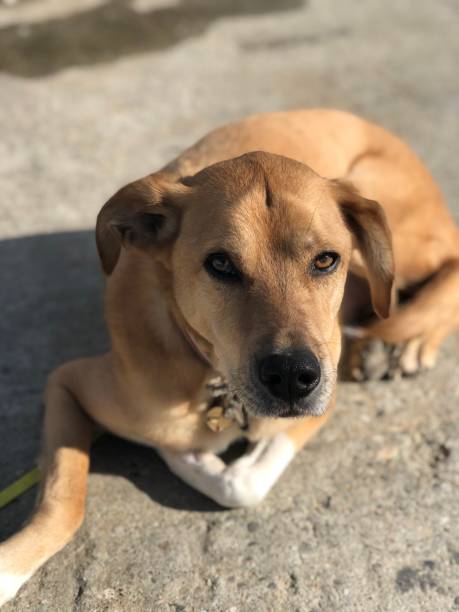 istock Dog in the sun 1276770195