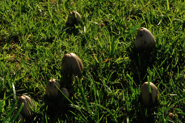 어떤 습한 장소에서 버섯 나온다 - 끈적버섯과 뉴스 사진 이미지