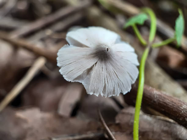 obraz sztucznej uprawy grzybów. - orange mushroom asia brown zdjęcia i obrazy z banku zdjęć