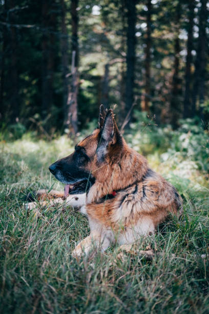 mâle de chien allemand brun de berger s’assied dans les bois - german shepherd police security alertness photos et images de collection