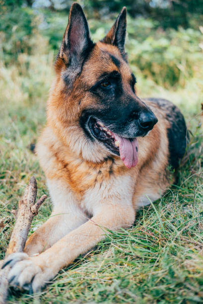 verticale du chien de berger allemand se trouvant sur l’herbe - german shepherd police security alertness photos et images de collection