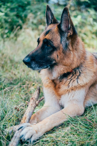 German Shepherd Dog lying in the meadow, in the grass, with the head raised looking away of the photographer, with a stick between the paws