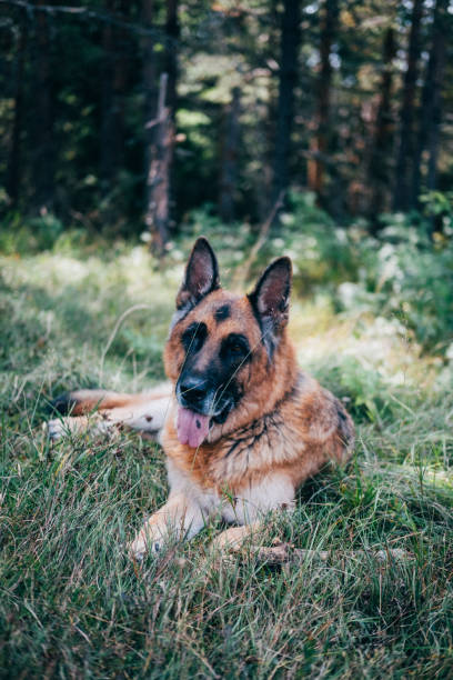 chien de berger allemand se trouvant dans la forêt - german shepherd police security alertness photos et images de collection