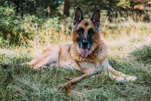 chien de berger allemand avec des taches de langue - german shepherd police security alertness photos et images de collection