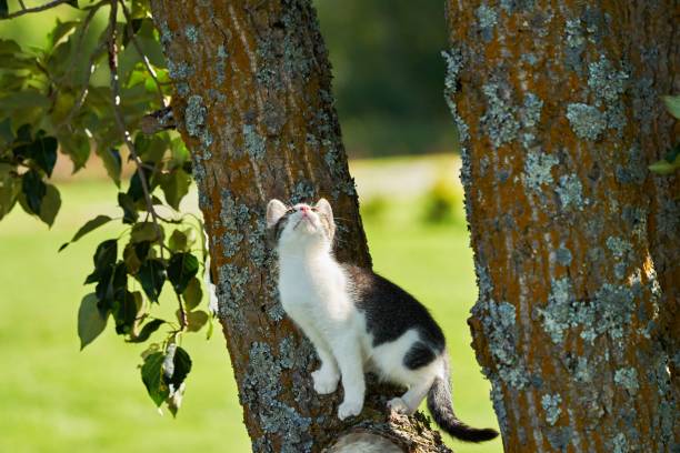 istock cute kitten looking upward in the sunlight 1276773518