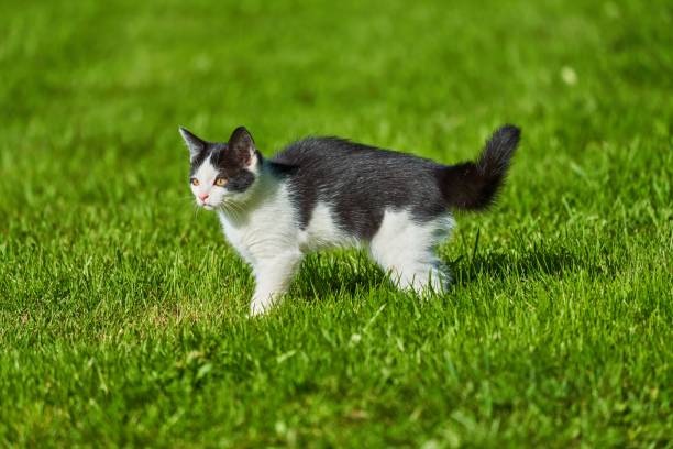 little kitten playing in the meadows