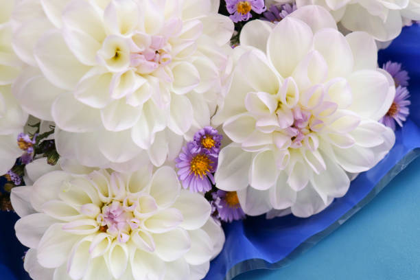 greeting card design. bouquet of white dahlias on a blue background