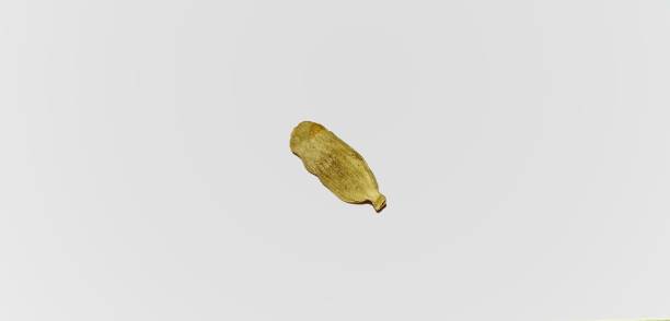 istock Cardamom or elaichi on white background 1276777475