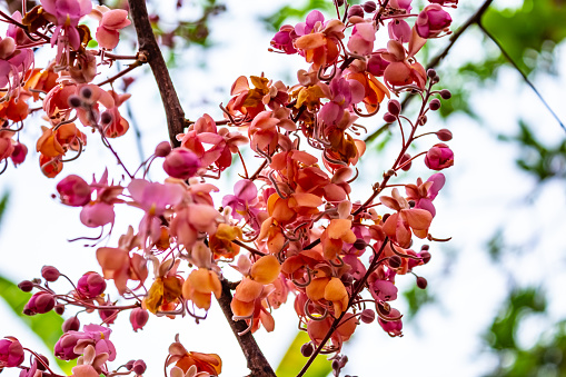 Bunches of acacia flowers.  Cassia grandis.