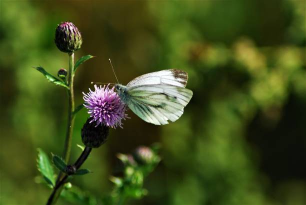 istock Pieris rapae - little cabbage white butterfly on a purple thistle flower 1276781582