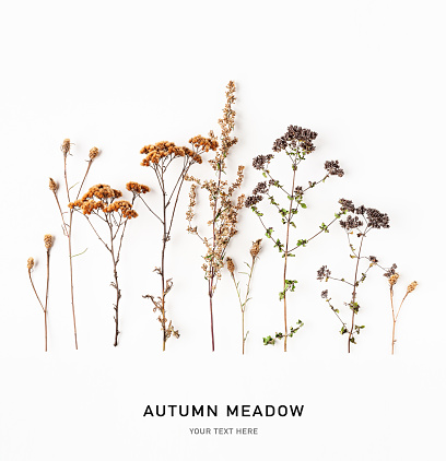 Autumn meadow. Creative composition and border made of autumn grass and wildflower on white background. Top view, flat lay. Floral design. Environment protection concept