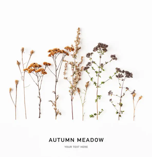 Photo of Autumn meadow