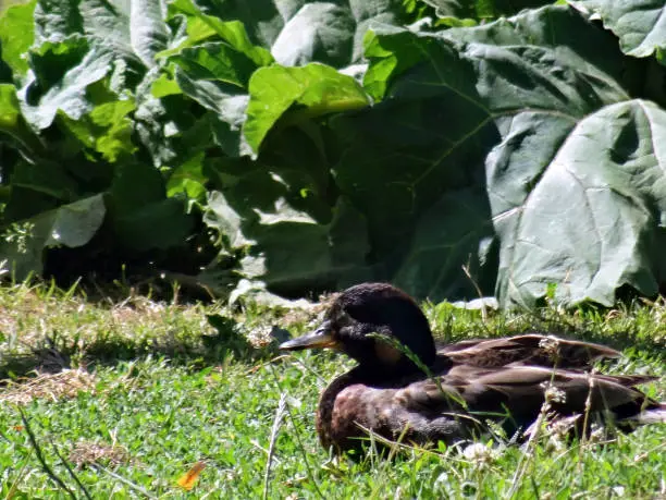 A black with blue shades on wings young duck contemplation standed in green lawn. Shooted with partial defocused large leaves background.