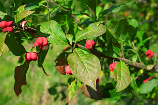 Euonymus europaeus flowers, European spindle Euonymus europaeus flowers, European spindle winged spindletree stock pictures, royalty-free photos & images