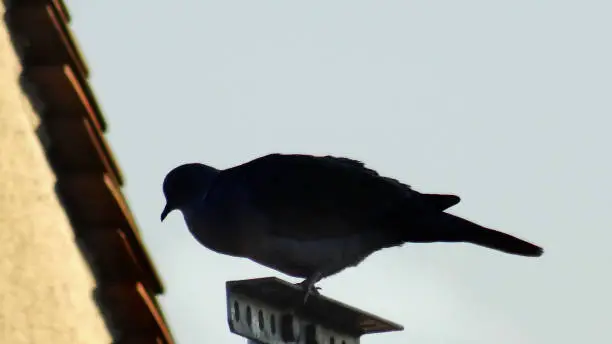 A wood pigeon example of bird who is well-balanced against the light on metallic long set-square. Focused on foreground bird profile.