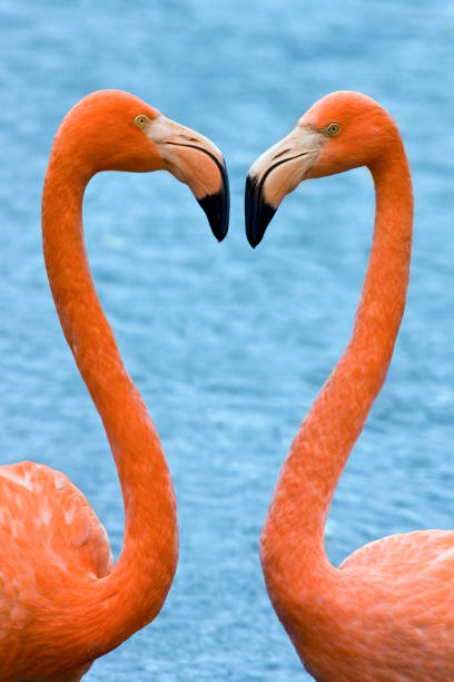 istock American Flamingo - Galapagos Islands 1276785908