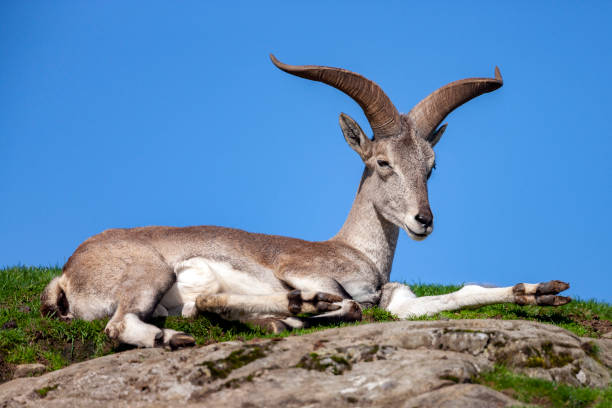 Bharal (Pseudois nayaur) The Bharal (Pseudois nayaur), also called the Helan Shan Blue Sheep, Chinese Blue Sheep, Himalayan Blue Sheep or Naur. Native to the Himalayan areas of central Asia. bharal photos stock pictures, royalty-free photos & images