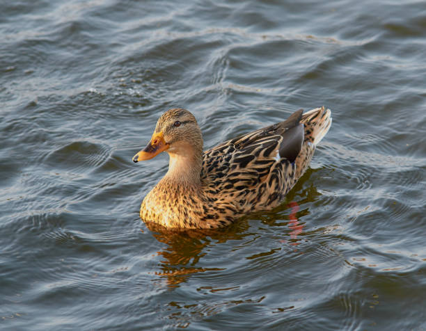 istock Female mallard duck is swimming. 1276786254