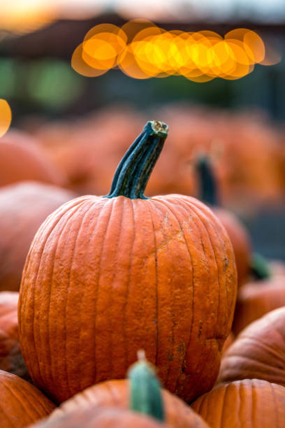 istock Gorgeous Pumpkin patch with twinkle light bokeh at dusk 1276786274