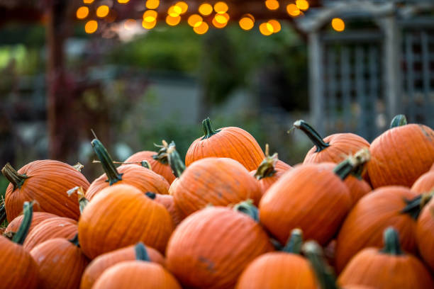 gorgeous pumpkin patch with twinkle light bokeh at dusk - coffee pumpkin latté autumn photos et images de collection