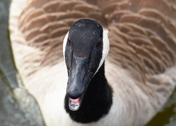 istock Canadian goose bird is angry. 1276786341