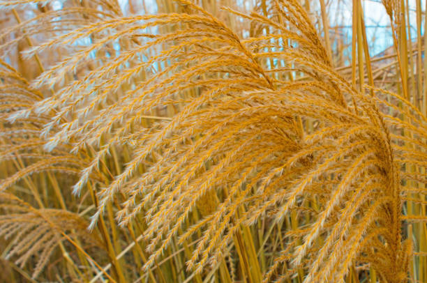 istock Wild Grain heads-Howard County Indiana 1276786867
