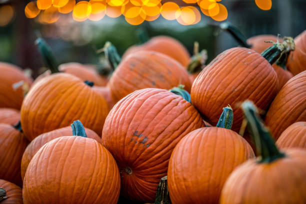istock Gorgeous Pumpkin patch with twinkle light bokeh at dusk 1276786872