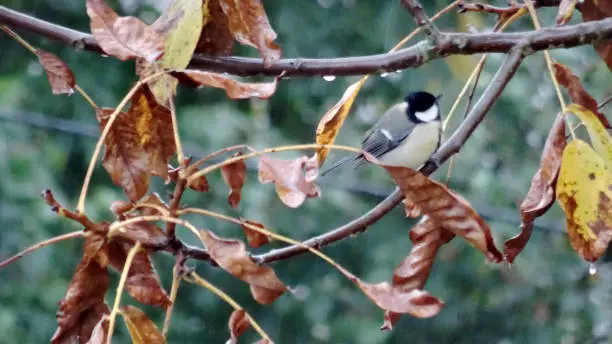 A parus major who is perched and branch in a wet environment. Shooted in a 16x9 photography