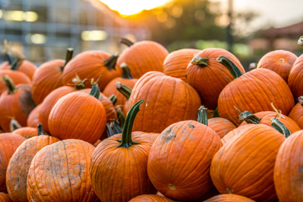 istock Orange Pumpkin patch bathing in golden hour glow 1276787270