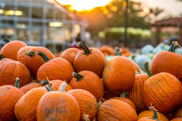istock Orange Pumpkin patch bathing in golden hour glow 1276787291