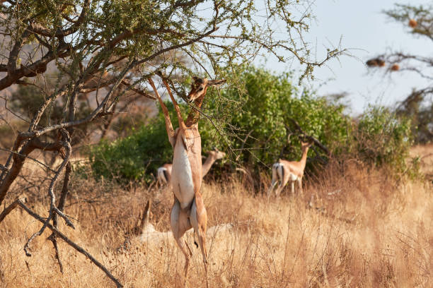 istock Gerenuk standing on two legs to eat 1276787366