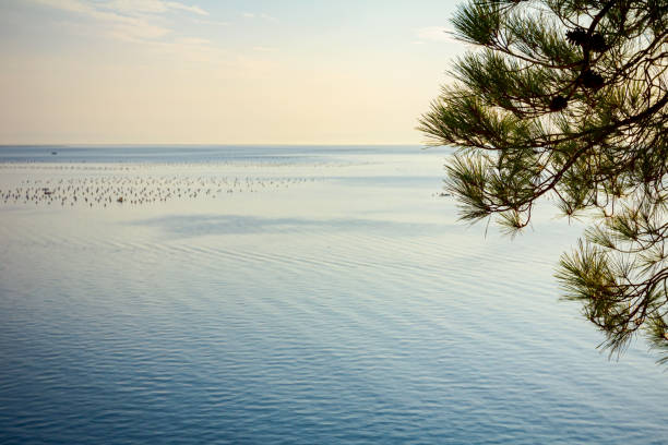Farm of seashells are placed on an open sea and silhouettes of far away Islands across seashore.