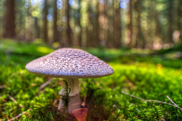 istock Mushrooms in the Thuringian Forest 1276788210