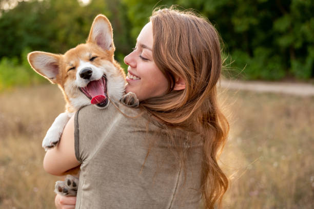 肖像画:笑うコーギーの子犬、自然の背景を持つ若い女性 - 撫でる ストックフォトと画像